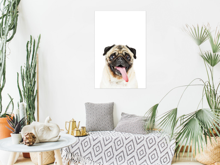 Wall Poster Pug - funny smiling dog with tongue out on white background 114959 additionalImage 14