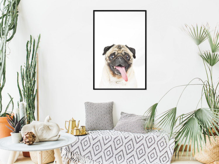 Wall Poster Pug - funny smiling dog with tongue out on white background 114959 additionalImage 5