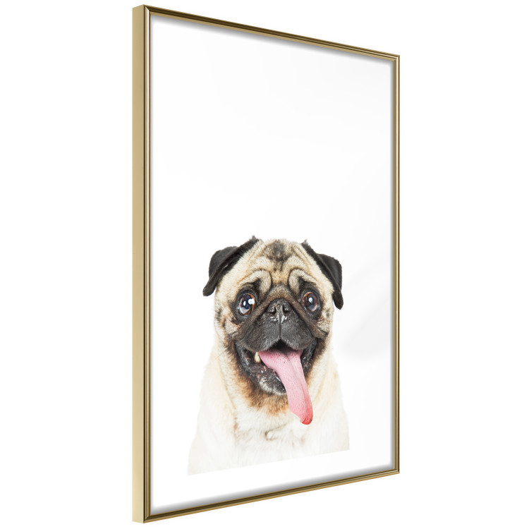 Wall Poster Pug - funny smiling dog with tongue out on white background 114959 additionalImage 8