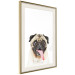 Wall Poster Pug - funny smiling dog with tongue out on white background 114959 additionalThumb 2
