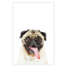 Wall Poster Pug - funny smiling dog with tongue out on white background 114959