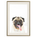 Wall Poster Pug - funny smiling dog with tongue out on white background 114959 additionalThumb 21