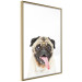 Wall Poster Pug - funny smiling dog with tongue out on white background 114959 additionalThumb 14