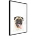 Wall Poster Pug - funny smiling dog with tongue out on white background 114959 additionalThumb 11