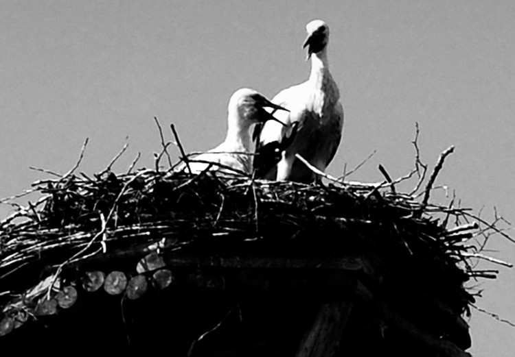 Wall Poster Stork's Nest - photograph of birds in a nest against a sky and clouds backdrop 122359 additionalImage 11
