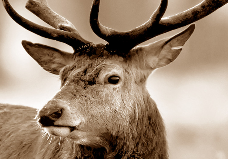 Large canvas print Deer in Sepia II [Large Format] 125559 additionalImage 4