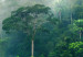 Poster Juicy Forest - tropical green trees in a mountain range during mist 125759 additionalThumb 9