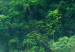 Poster Juicy Forest - tropical green trees in a mountain range during mist 125759 additionalThumb 10