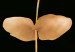 Wall Poster Eternal Plant - golden plant with leaves on a solid black background 130759 additionalThumb 2