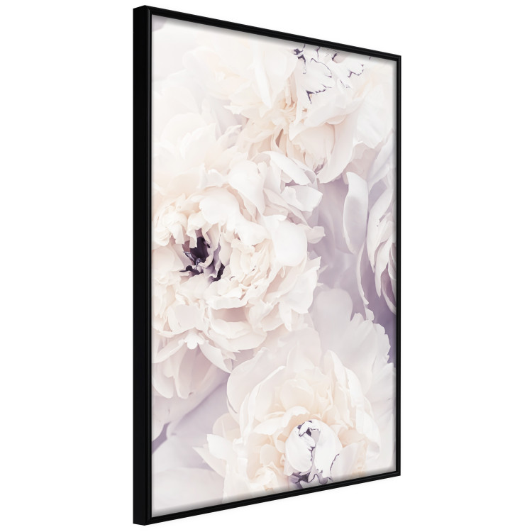 Poster Vanilla Magnolias - composition of flowers with a delicate purple hue 135759 additionalImage 7