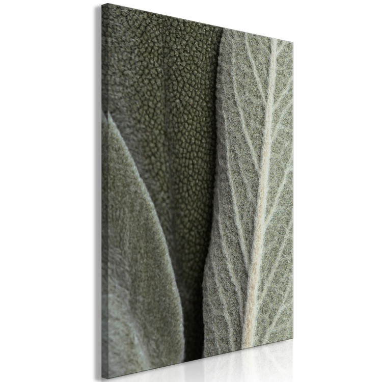 Canvas Art Print Sage Leaves - Rough Plant in a Large Approximation 150059 additionalImage 2