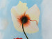 Canvas Print Various Colors of Poppies (1-piece) - floral motif with blue sky 47159 additionalThumb 3