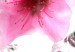 Canvas Art Print Frozen cherry blossom 58759 additionalThumb 4