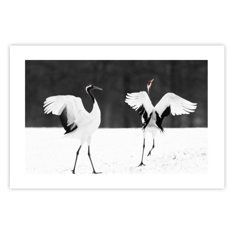 Poster Dancing Cranes - winged animals in a black and white motif 125369 additionalImage 25