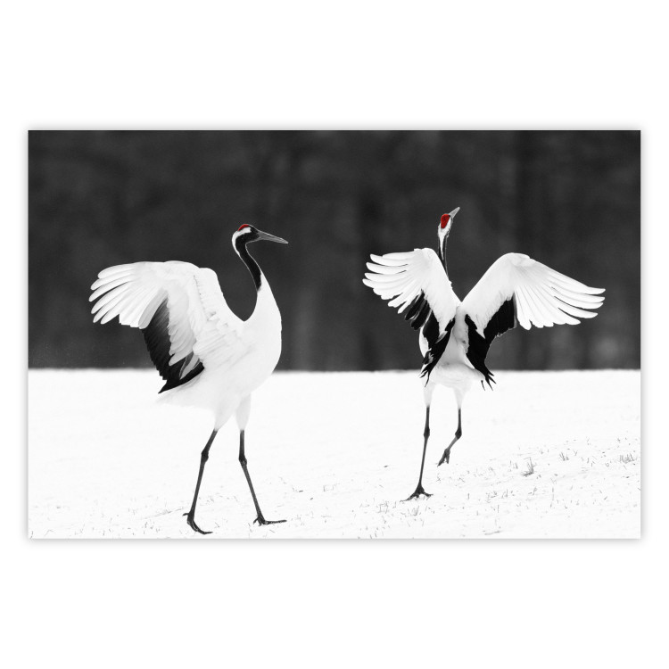 Poster Dancing Cranes - winged animals in a black and white motif 125369