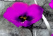 Canvas Art Print Meadow: Purple Poppies 50369 additionalThumb 5