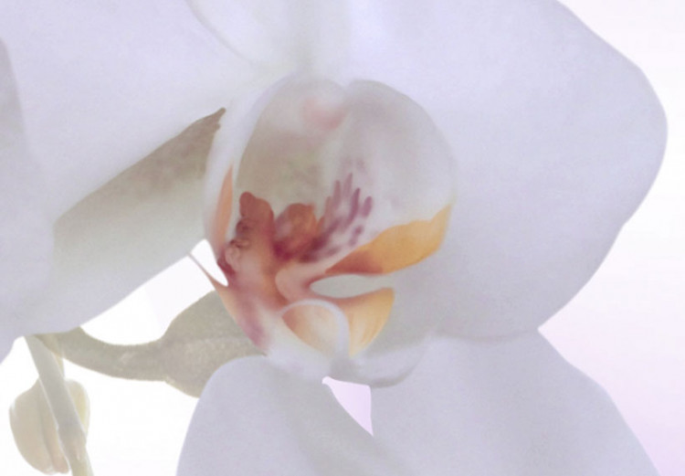 Canvas Orchids are a  wonderful plant 55569 additionalImage 4