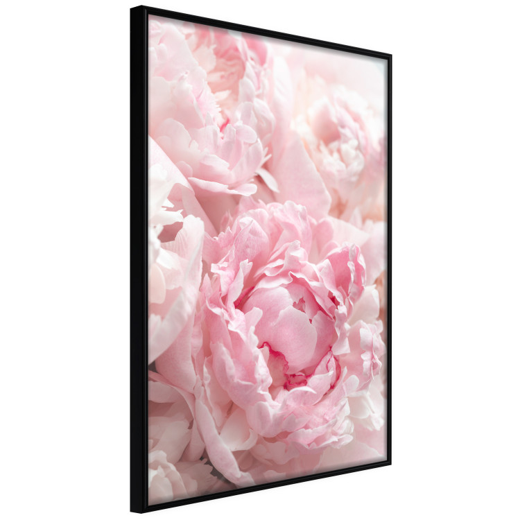 Wall Poster Morning Nostalgia - plant with a pink flower in a pastel shade 122779 additionalImage 10