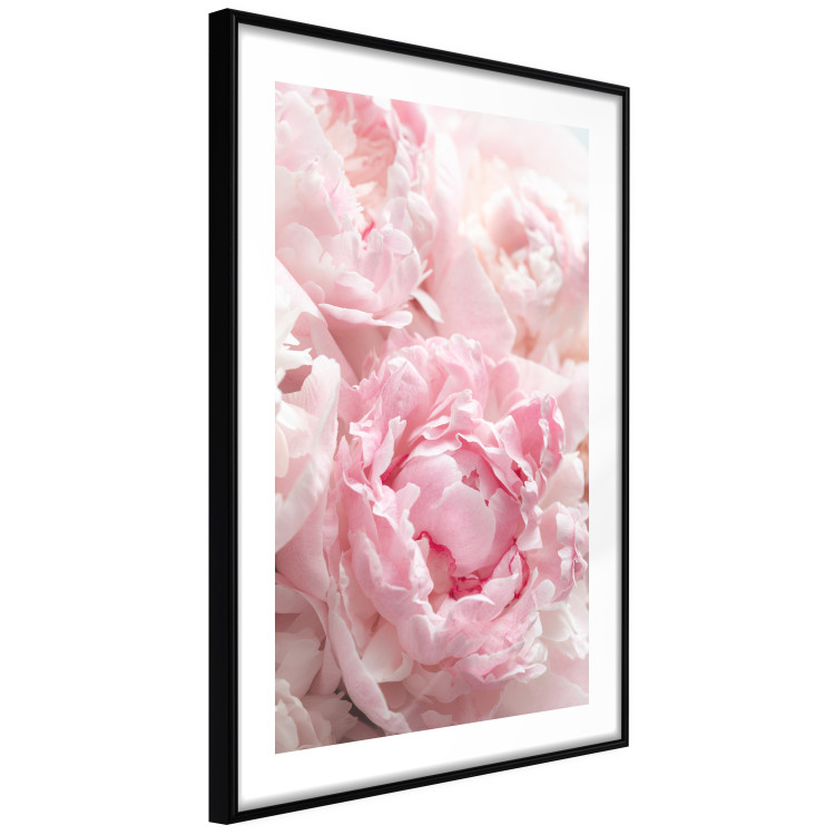 Wall Poster Morning Nostalgia - plant with a pink flower in a pastel shade 122779 additionalImage 13