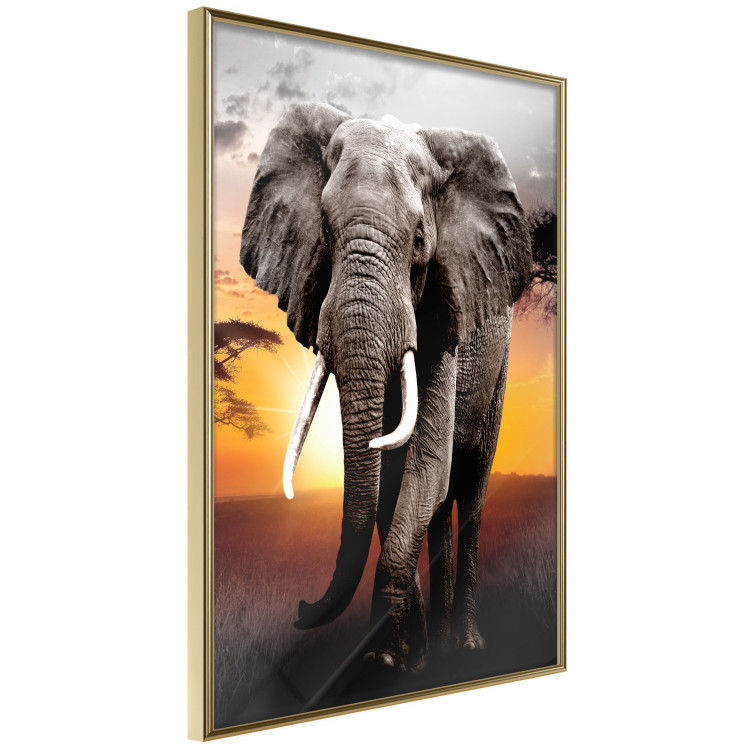 Poster Warm Savannah - adult elephant on savannah with sunset backdrop 123679 additionalImage 12