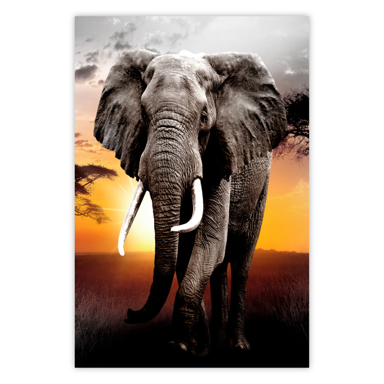 Poster Warm Savannah - adult elephant on savannah with sunset backdrop 123679