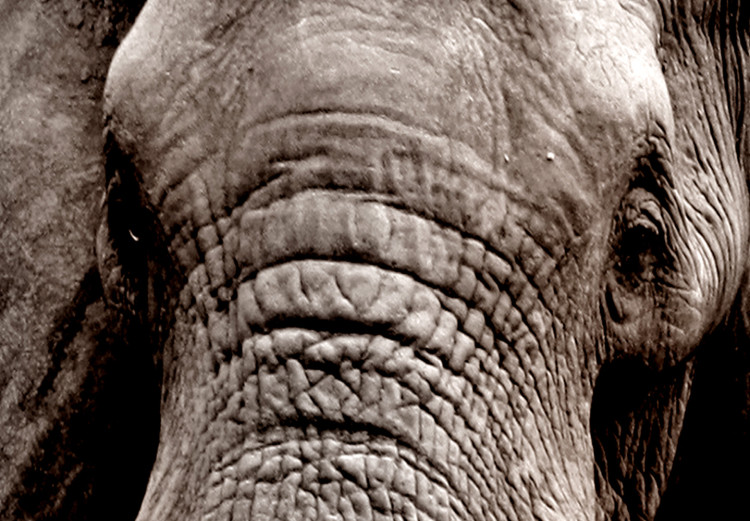 Poster Warm Savannah - adult elephant on savannah with sunset backdrop 123679 additionalImage 10