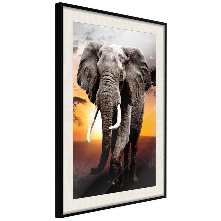 Poster Warm Savannah - adult elephant on savannah with sunset backdrop 123679 additionalImage 2