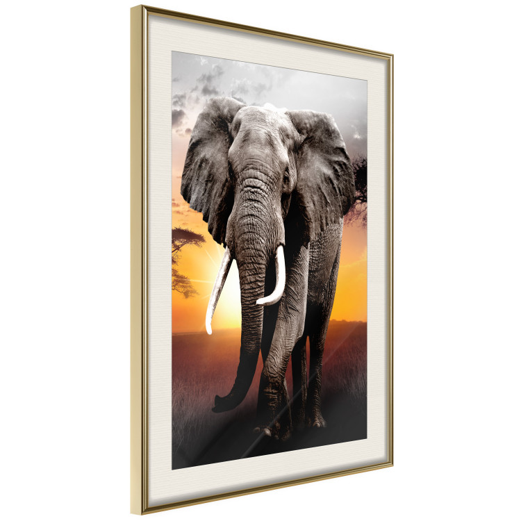 Poster Warm Savannah - adult elephant on savannah with sunset backdrop 123679 additionalImage 3