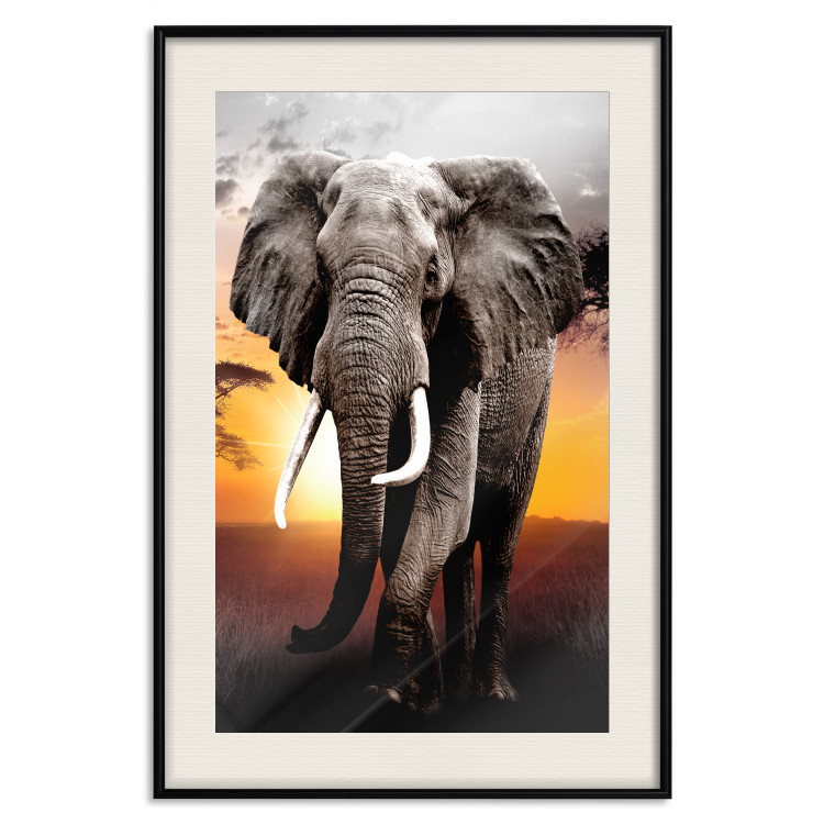 Poster Warm Savannah - adult elephant on savannah with sunset backdrop 123679 additionalImage 18