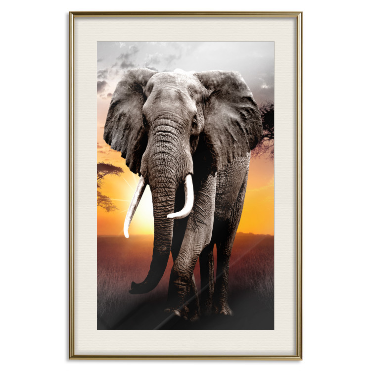 Poster Warm Savannah - adult elephant on savannah with sunset backdrop 123679 additionalImage 19