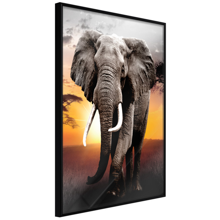 Poster Warm Savannah - adult elephant on savannah with sunset backdrop 123679 additionalImage 11