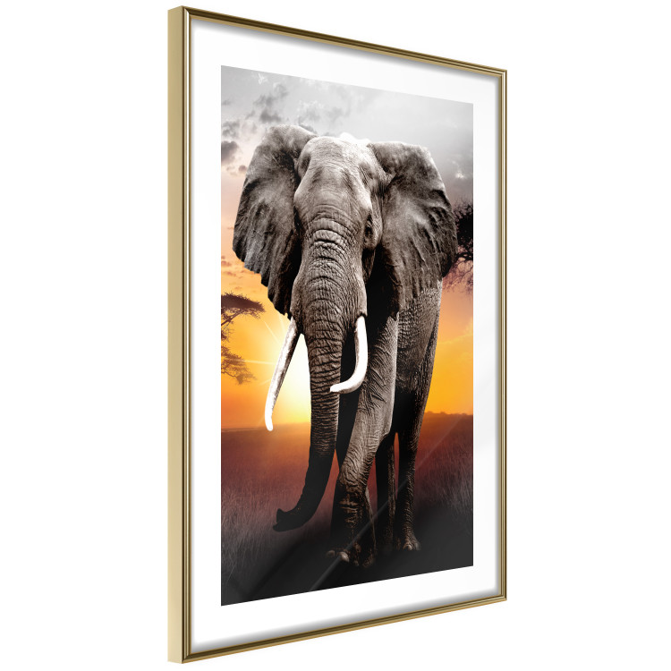 Poster Warm Savannah - adult elephant on savannah with sunset backdrop 123679 additionalImage 7