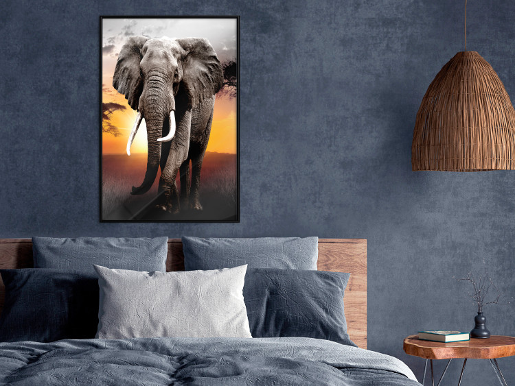 Poster Warm Savannah - adult elephant on savannah with sunset backdrop 123679 additionalImage 4