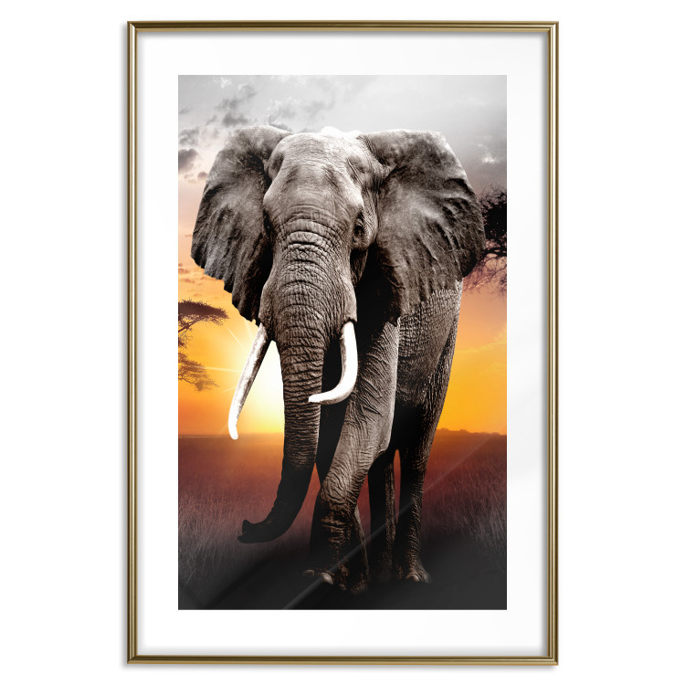 Poster Warm Savannah - adult elephant on savannah with sunset backdrop 123679 additionalImage 16