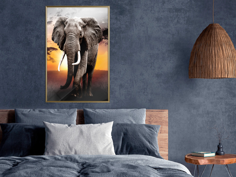 Poster Warm Savannah - adult elephant on savannah with sunset backdrop 123679 additionalImage 14