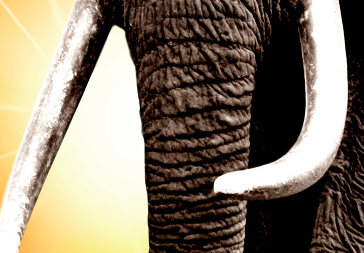 Poster Warm Savannah - adult elephant on savannah with sunset backdrop 123679 additionalImage 9
