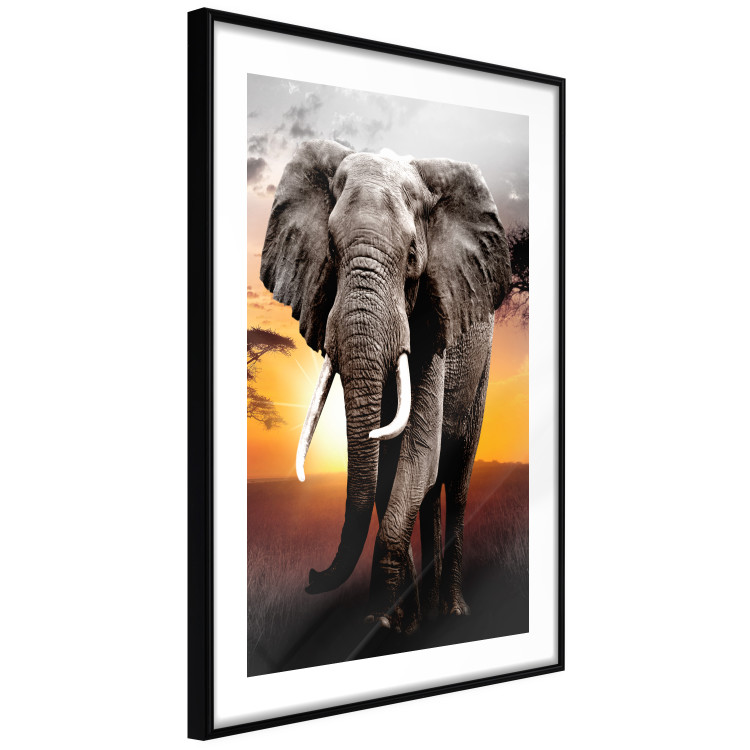 Poster Warm Savannah - adult elephant on savannah with sunset backdrop 123679 additionalImage 6