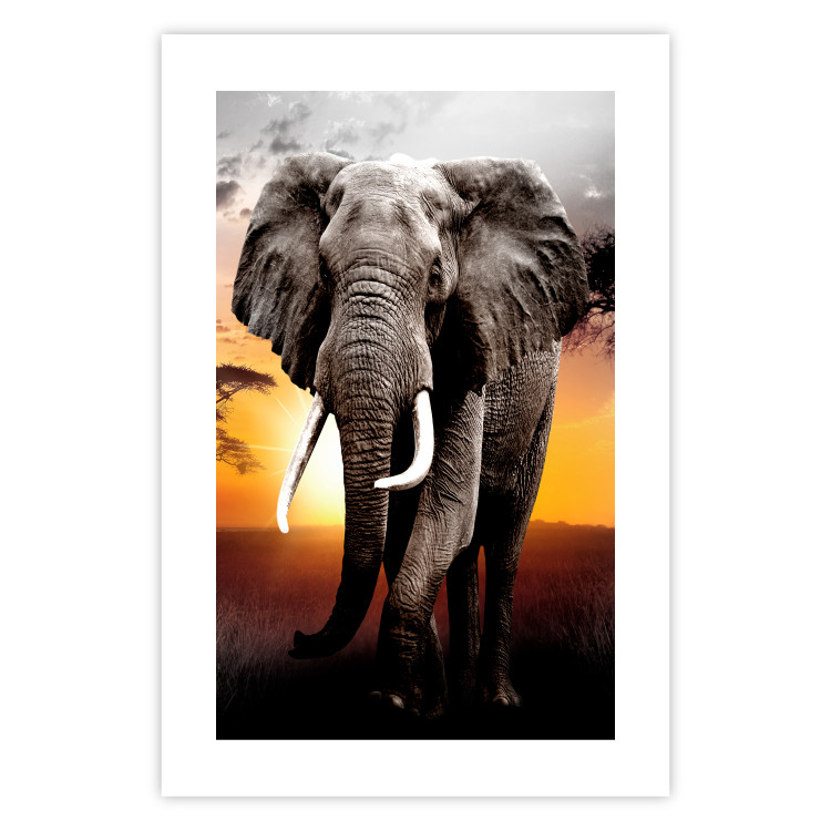 Poster Warm Savannah - adult elephant on savannah with sunset backdrop 123679 additionalImage 25