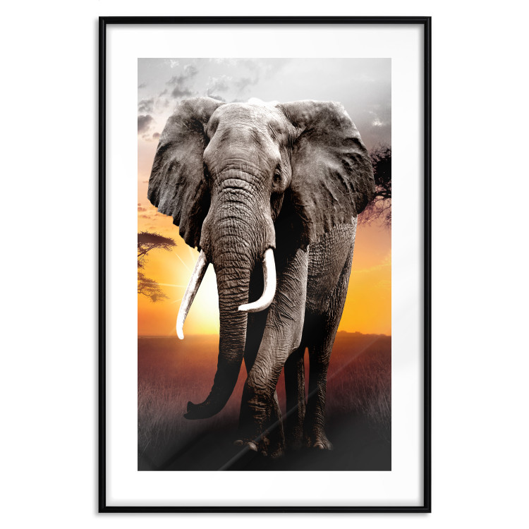 Poster Warm Savannah - adult elephant on savannah with sunset backdrop 123679 additionalImage 17