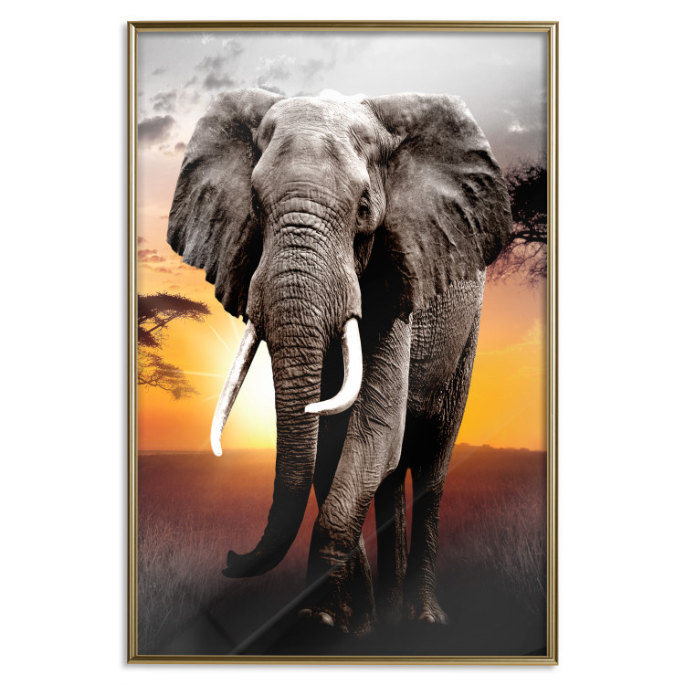 Poster Warm Savannah - adult elephant on savannah with sunset backdrop 123679 additionalImage 20