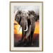 Poster Warm Savannah - adult elephant on savannah with sunset backdrop 123679 additionalThumb 19