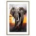 Poster Warm Savannah - adult elephant on savannah with sunset backdrop 123679 additionalThumb 16