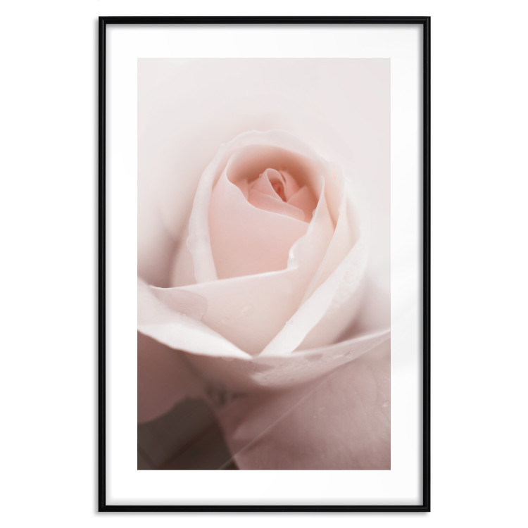 Wall Poster Level of Feelings - spring rose flower with subtly pink petals 126679 additionalImage 15