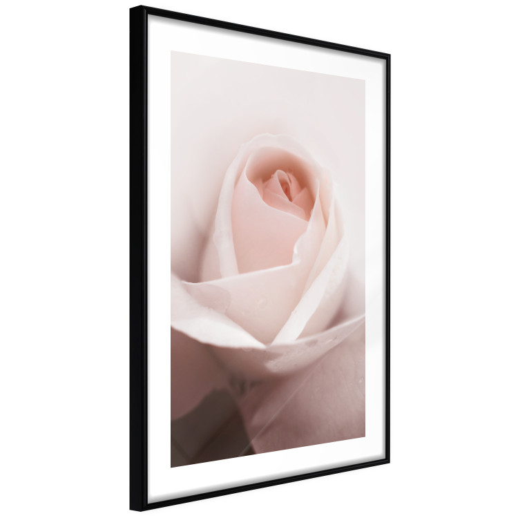Wall Poster Level of Feelings - spring rose flower with subtly pink petals 126679 additionalImage 2