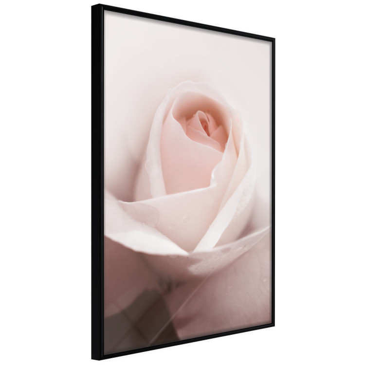 Wall Poster Level of Feelings - spring rose flower with subtly pink petals 126679 additionalImage 11
