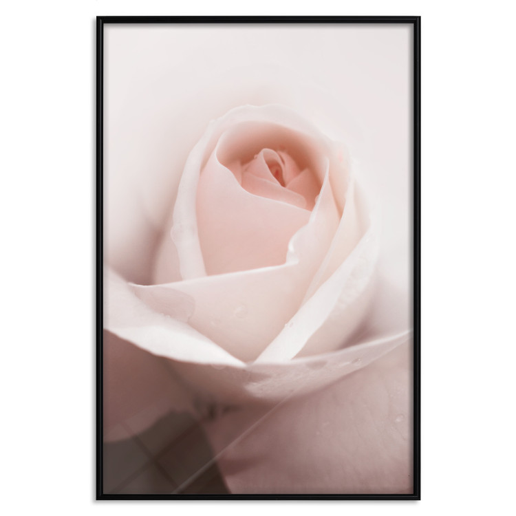 Wall Poster Level of Feelings - spring rose flower with subtly pink petals 126679 additionalImage 16
