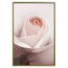 Wall Poster Level of Feelings - spring rose flower with subtly pink petals 126679 additionalThumb 17