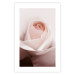 Wall Poster Level of Feelings - spring rose flower with subtly pink petals 126679 additionalThumb 19