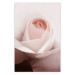 Wall Poster Level of Feelings - spring rose flower with subtly pink petals 126679