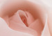 Wall Poster Level of Feelings - spring rose flower with subtly pink petals 126679 additionalThumb 9